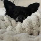 Koda the Chiweenie
