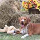 Maci
