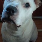 Roscoe