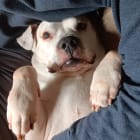 Roscoe