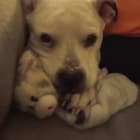 Roscoe
