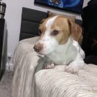 Rocco