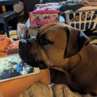 Ollie