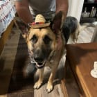Bruno
