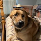 Bruno