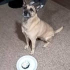 Laika