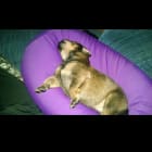 Laika