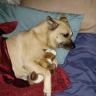 Laika