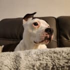 Stella