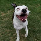 Stella