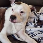 Stella