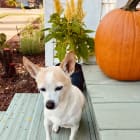 Paco