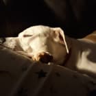 Ziva