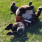 Zena