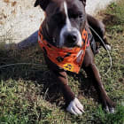 Zena