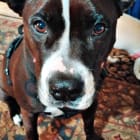 Zena