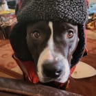 Zena