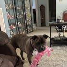 Harley