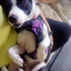 Sadie