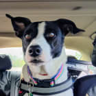 Sadie
