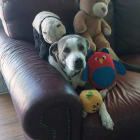 Roxy