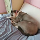 Roxy