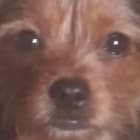 Gizmo