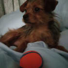 Gizmo