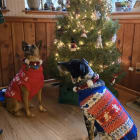 Mia and Lucy rescued from Friends of the Animal Comunity