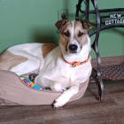 Maisy
