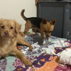 Simba and Coco