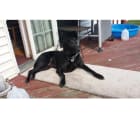 Benny