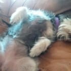 Tilly