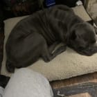 Zues