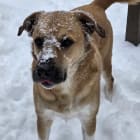 Maverick