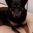 Lady