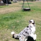Piper