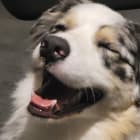 Piper