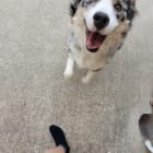 Piper