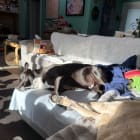 Beau and Violet