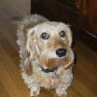 Sparky