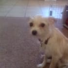 Trixie