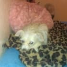Trixie