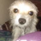 Trixie