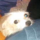 Trixie