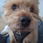 Woody