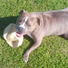 Rocco