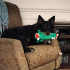 Fidget