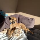 Potcake Auggie