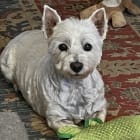 Molly